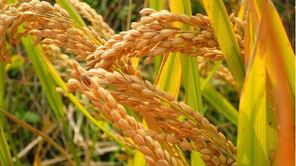 1723873959239027.jpeg ͼƬ¶þ ½ð»ÆµÄµ¾Ëë ÉÁׯ×Åè貵ĹâÏß ÌṩÕß-Àî»ÛêÅ.jpeg